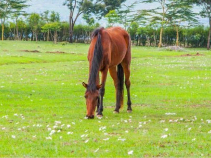Samawati Lakeside Cottages Nyahururu エクステリア 写真